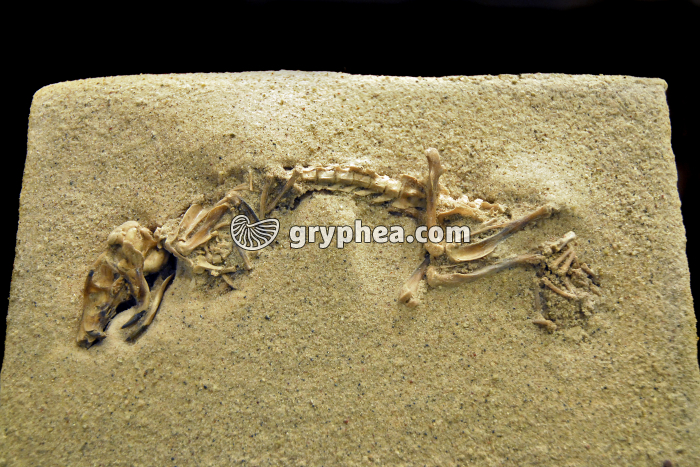 Perognathus – Rongeur fossile (Miocène - Pléistocène) - gryphea.com